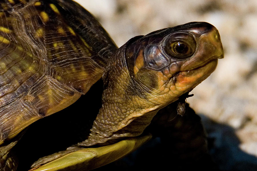 Turtle Profile Photograph by Michael Barry - Fine Art America