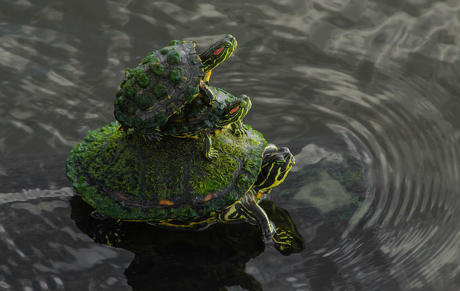 Turtle Pyramid Photograph by Jim Sweitzer - Pixels