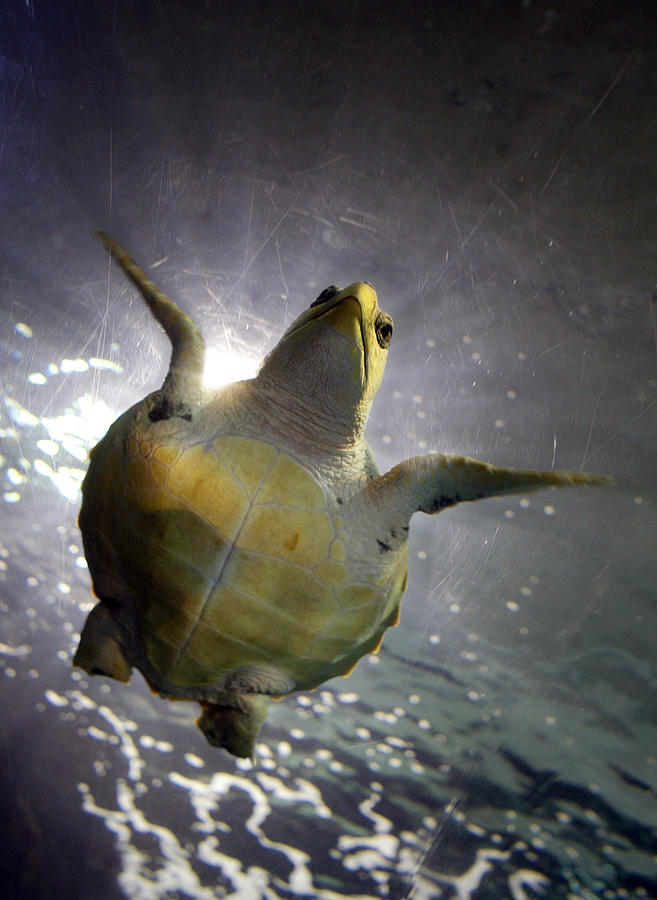 Turtle Photograph - Turtle by Rafa Rivas