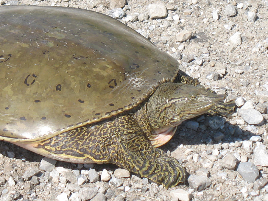 Turtle Photograph By Ralph Baginski - Fine Art America