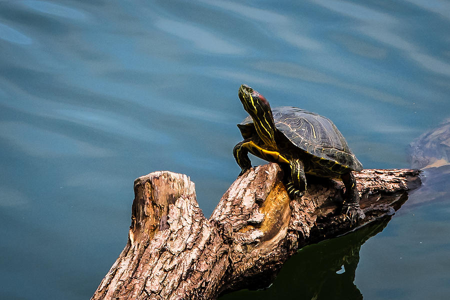 Turtle Photograph by Ray Greyling | Fine Art America