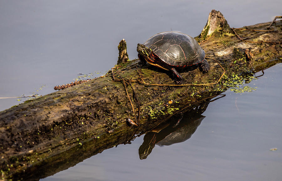 Turtle Reflection Photograph by Robert Moorhead - Fine Art America