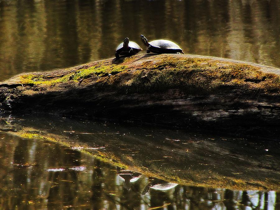 Turtle Reflections Photograph by Scott Hovind