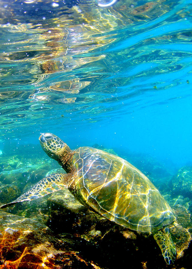 Turtle Reflections Photograph by Todd Hummel Turtle Reflections Photograph by Todd Hummel