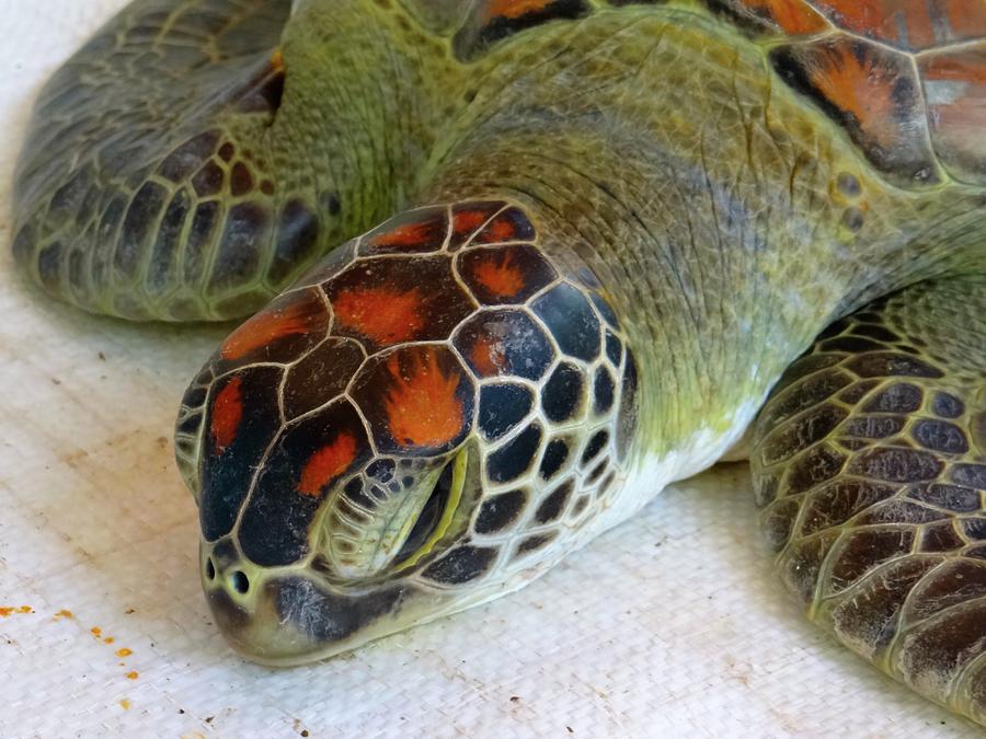 Turtle rescue - close-up Photograph by Exploramum Exploramum | Fine Art ...