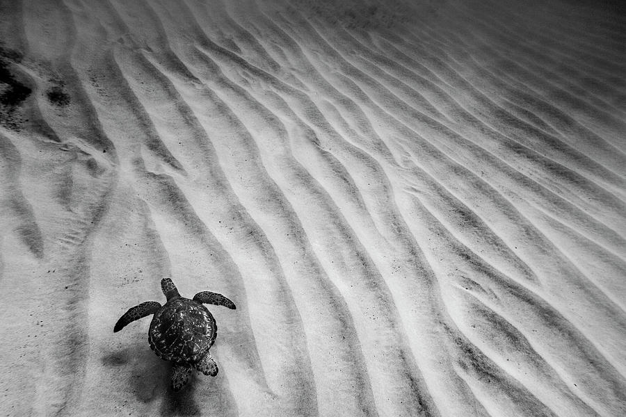 Turtle Photograph - Turtle Ridges by Sean Davey