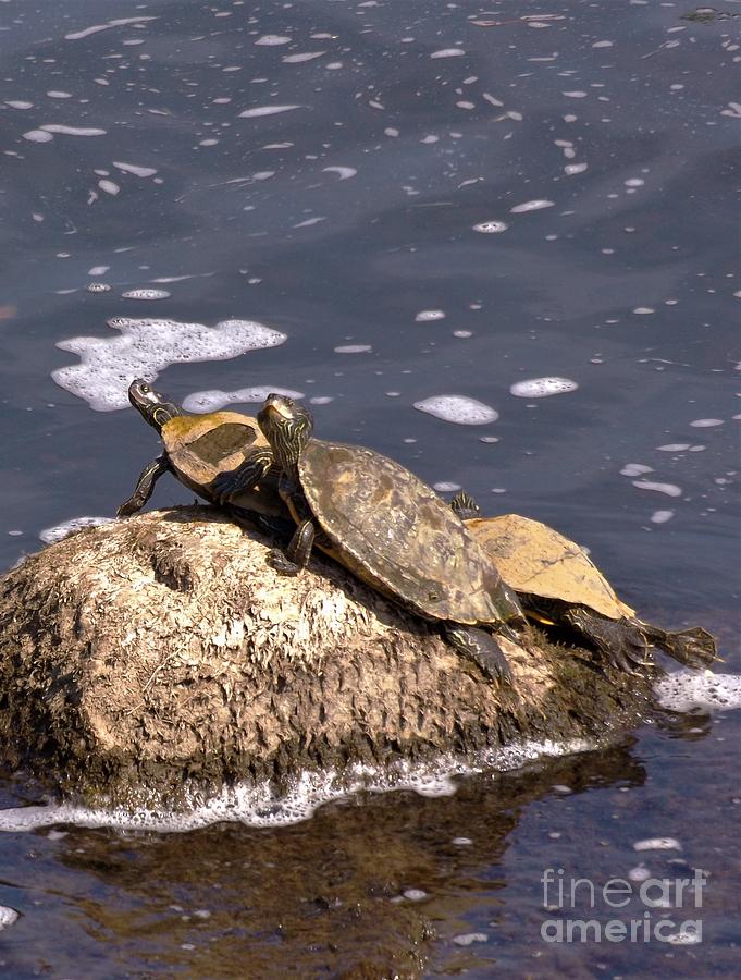 River buy rock sea turtle