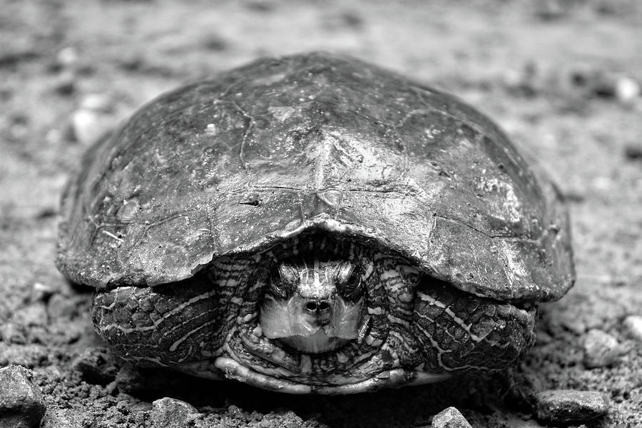 Turtle Photograph by FineArtRoyal Joshua Mimbs