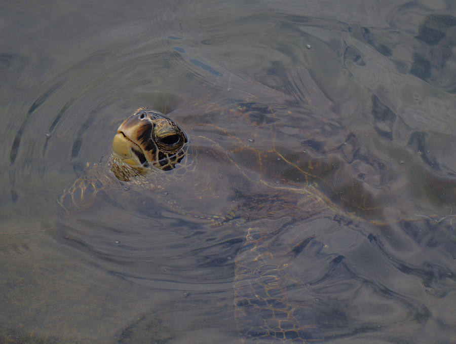 Turtle saying Hello Photograph by Pamela Walton