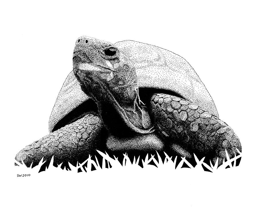 Turtle Drawing - Turtle by Scott Woyak