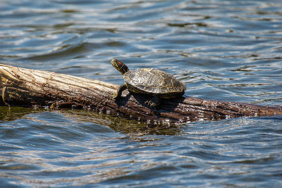 Turtle Photograph by Shawn Heyland - Fine Art America