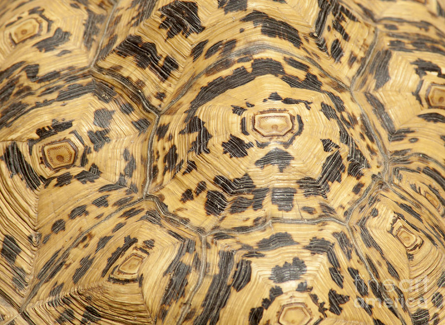 Turtle Shell Closeup Photograph by Anthony Totah