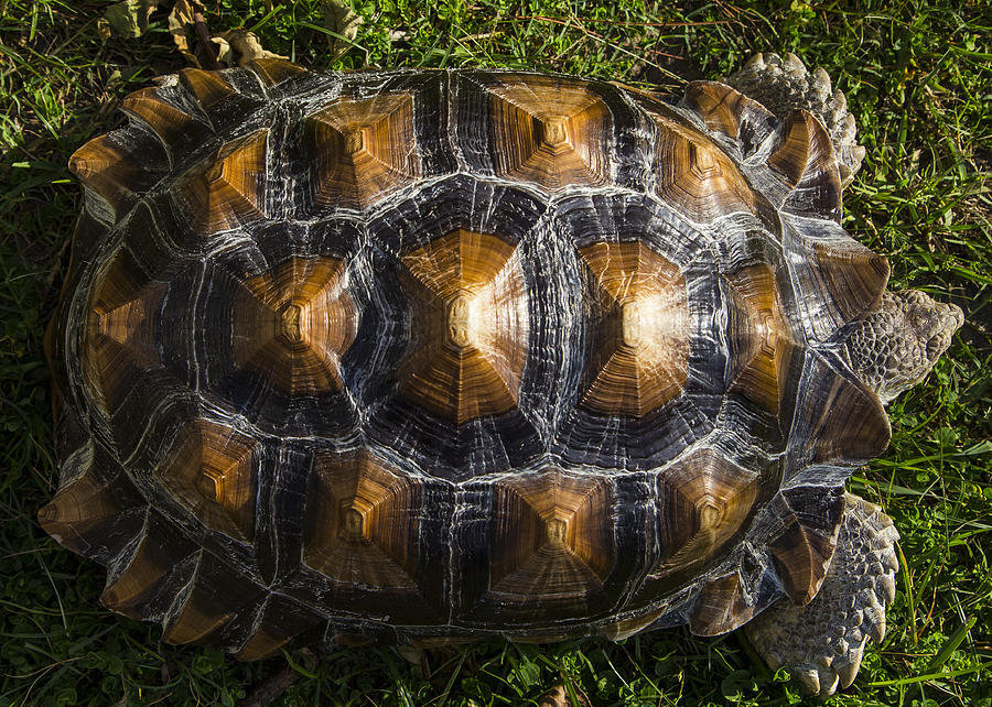 Turtle Shell Photograph by John Bainter - Pixels