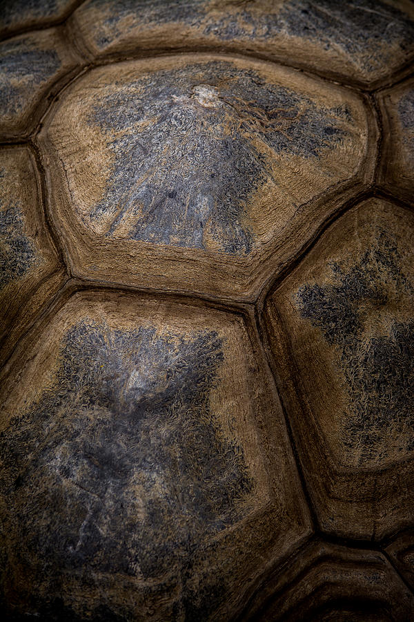Turtle Shell Photograph