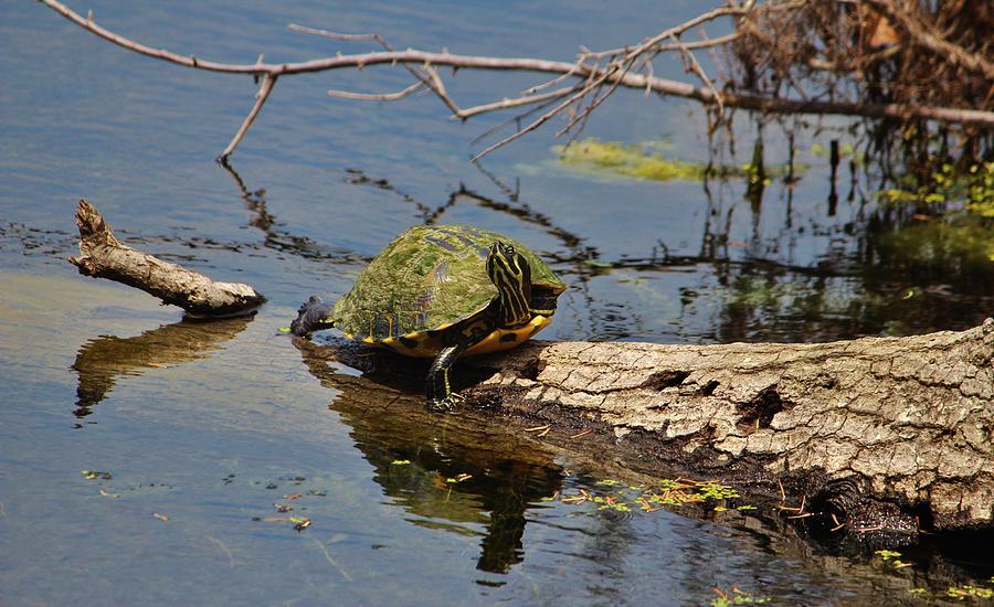 Turtle Photograph - Turtle Stretch  by Cynthia Guinn