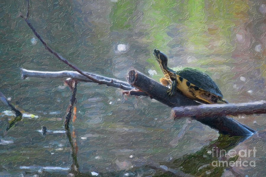 Turtle Stump Sunning Digital Art
