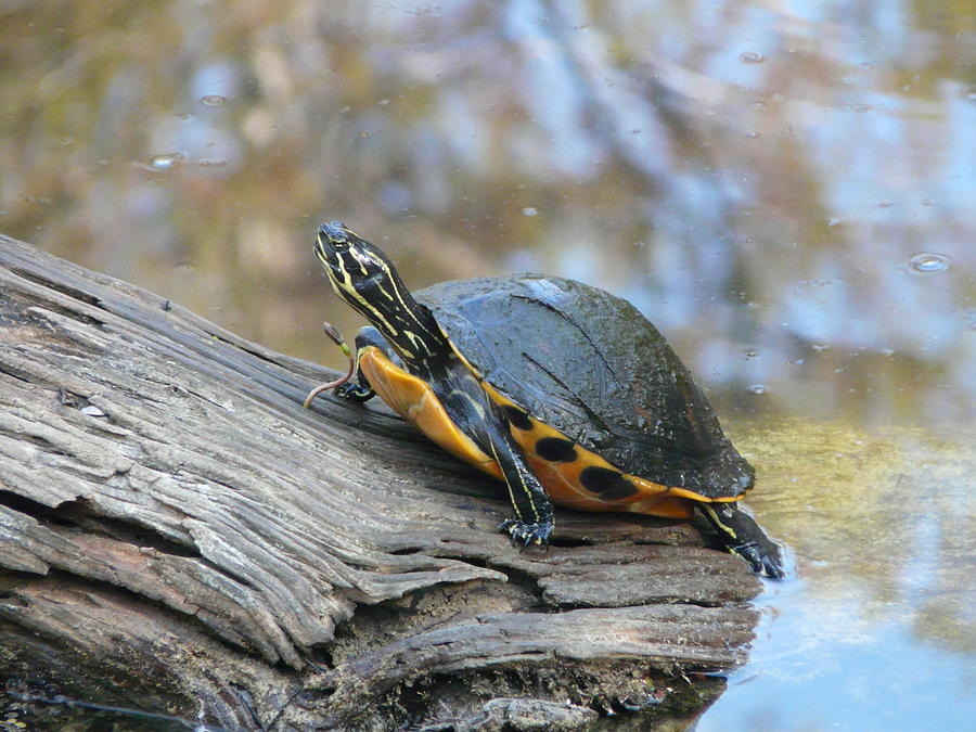 Turtle Sunning Photograph by Amber Bobbitt