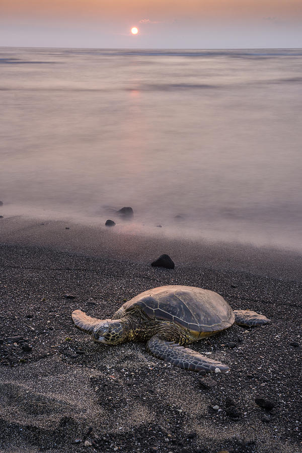 Sunset Photograph - Turtle Sunset by Christian Heeb