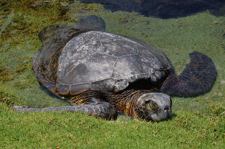 Turtle taking a Nap Photograph by Pamela Walton