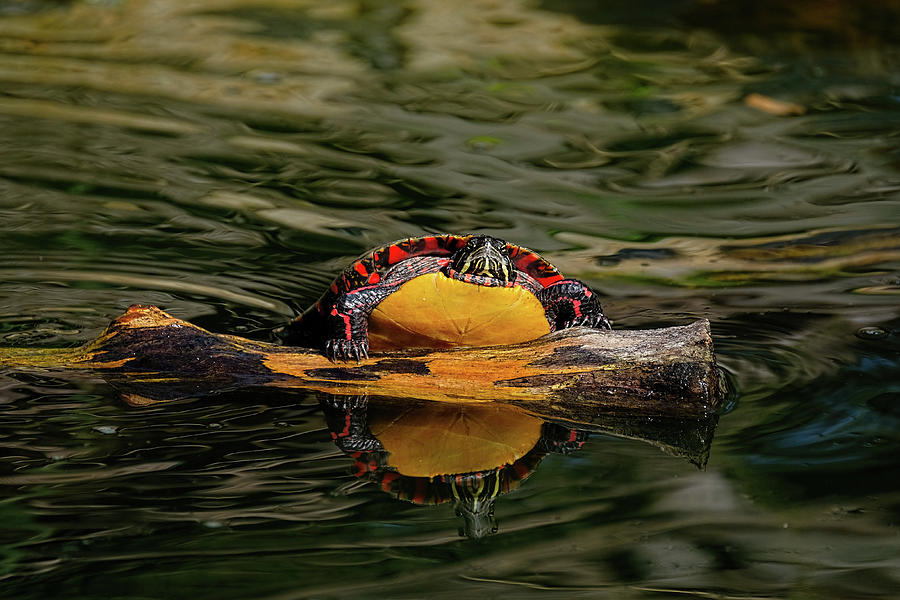 Turtle taking a swim Photograph by Ronda Ryan