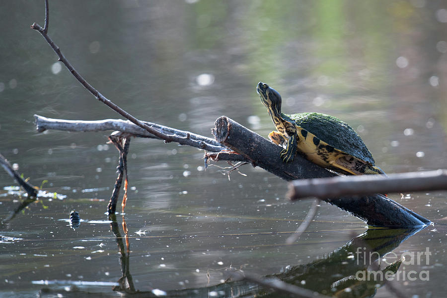 Turtle Time Photograph