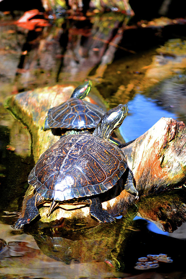 Turtle Time Photograph by Melissa Chambers | Fine Art America