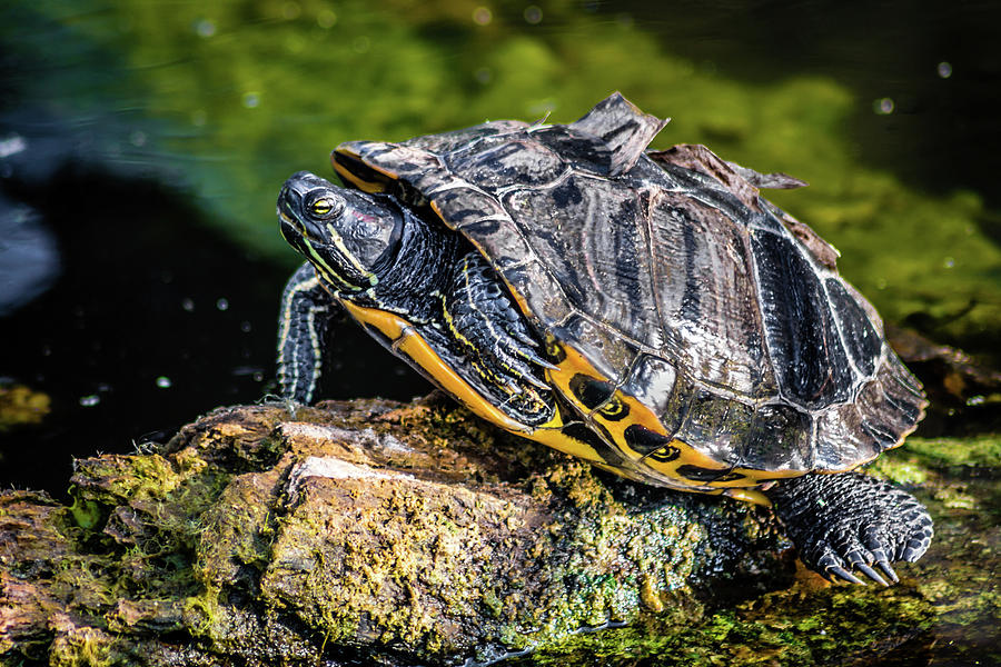 Turtle Time Photograph