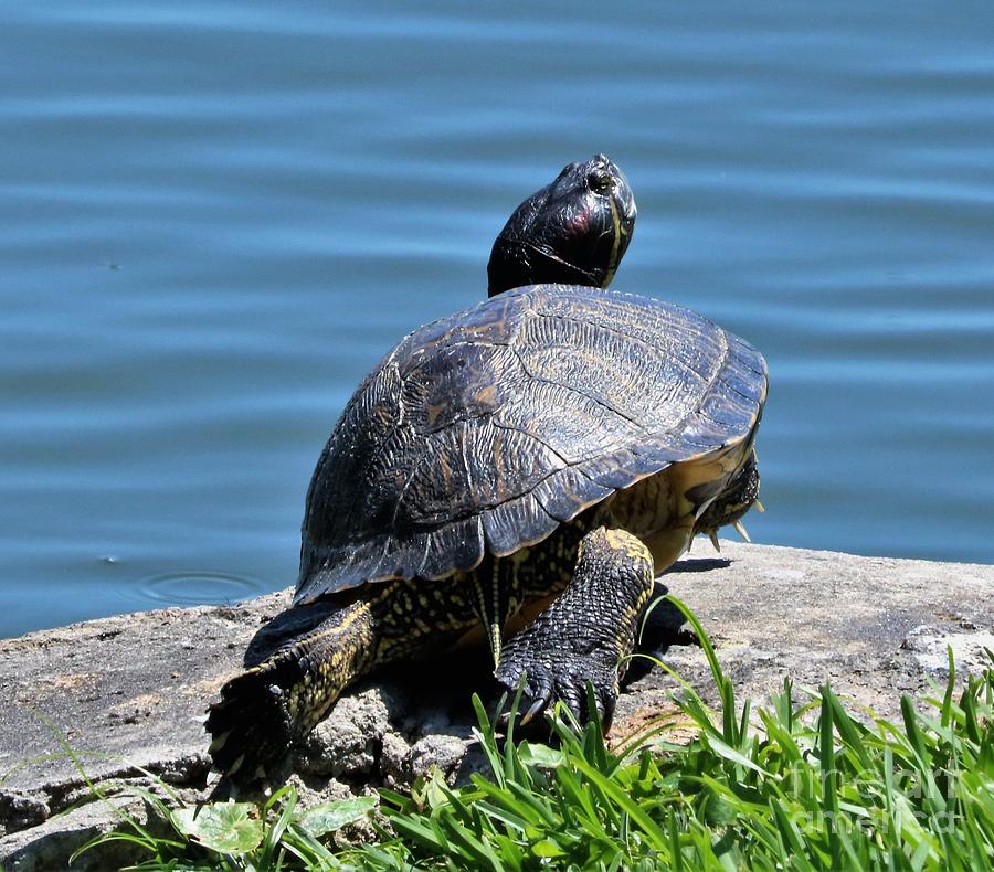 Turtle Time, red-eared slider Sunbath Photograph by Diann Fisher