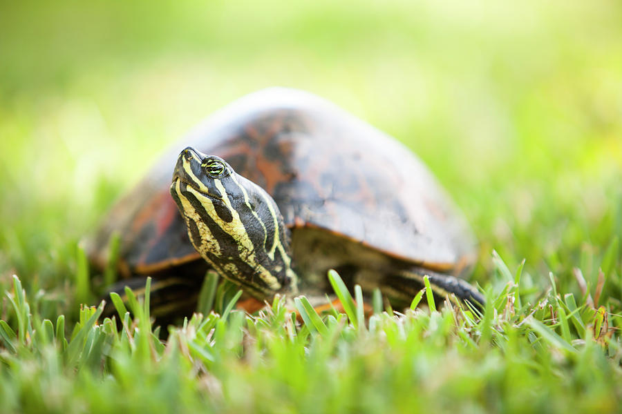 Turtle Time Photograph by Susan Link | Pixels