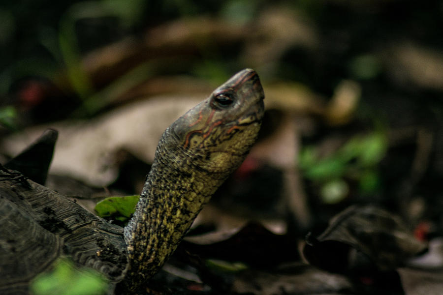 Turtle Photograph by Totto Ponce | Fine Art America