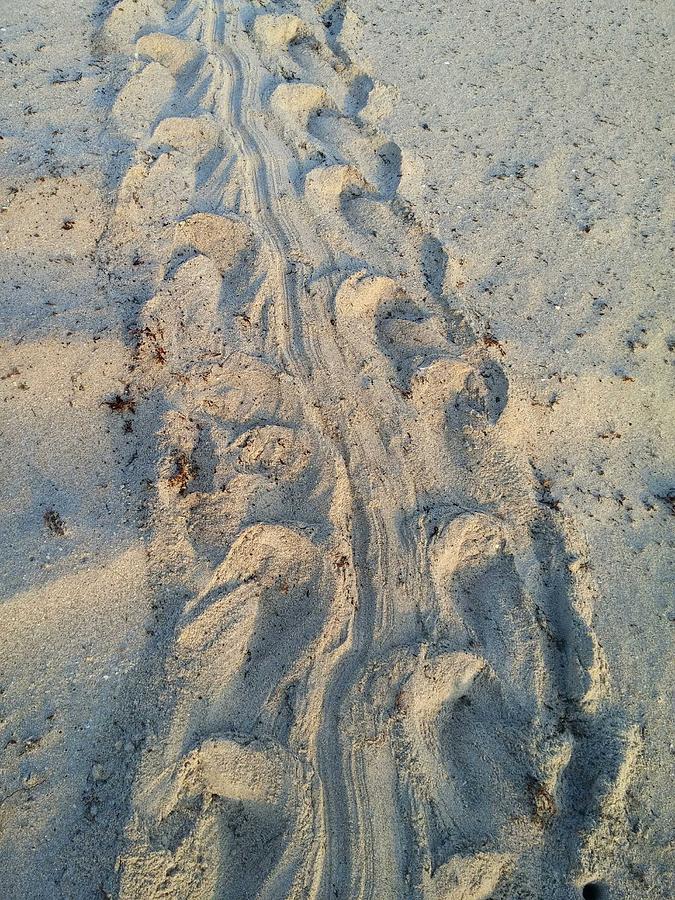 Turtle Tracks Photograph by Steve Nelson Fine Art America