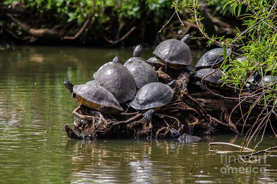 Nature Photograph - Turtle Traffic by James Foshee Nature Photograph - Turtle Traffic by James Foshee