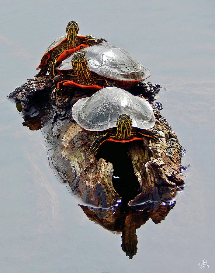 Turtle Trio Photograph by Gary Olsen-Hasek