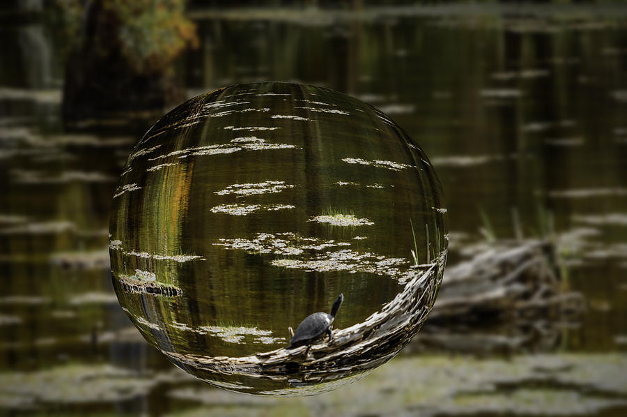 Turtle Trunk Photograph by Leticia Latocki