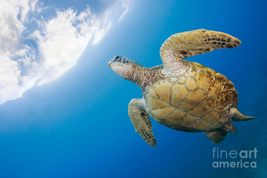 Wildlife Photograph - Turtle turtle by Dave Fleetham - Printscapes