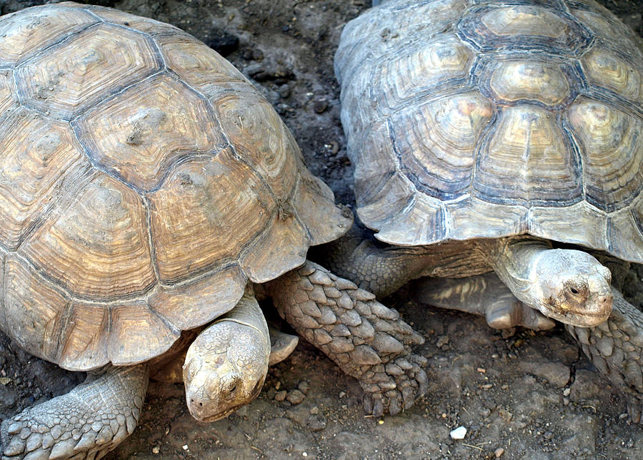 Turtle Turtle Photograph by Kim - Fine Art America