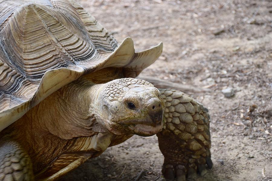 Turtle turtle Photograph by Tim Lang - Fine Art America