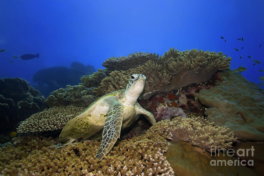 Turtle Photograph - Turtle underwater by MotHaiBaPhoto Prints