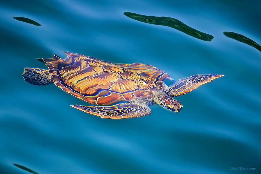 Turtle up Photograph by Peter Kennett
