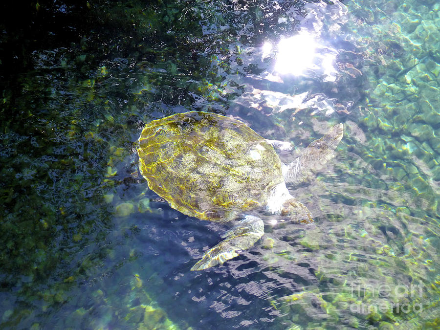 Turtle Water Glide Photograph by Francesca Mackenney