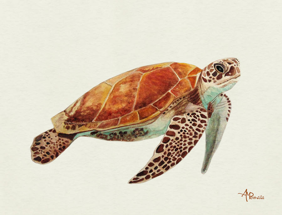 Turtle Watercolor Painting by Angeles M Pomata
