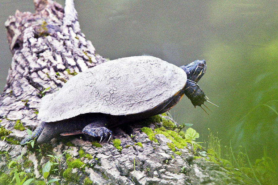 Turtle With Talons Photograph By Vernis Maxwell - Fine Art America