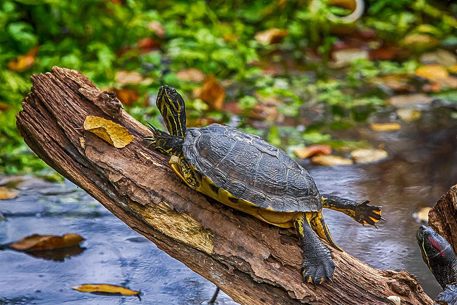 Fall Digital Art - Turtle Yoga by John Haldane