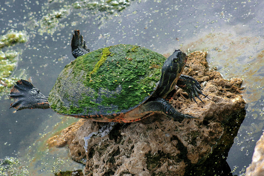 Turtle Yoga Photograph by Robert Wilder Jr