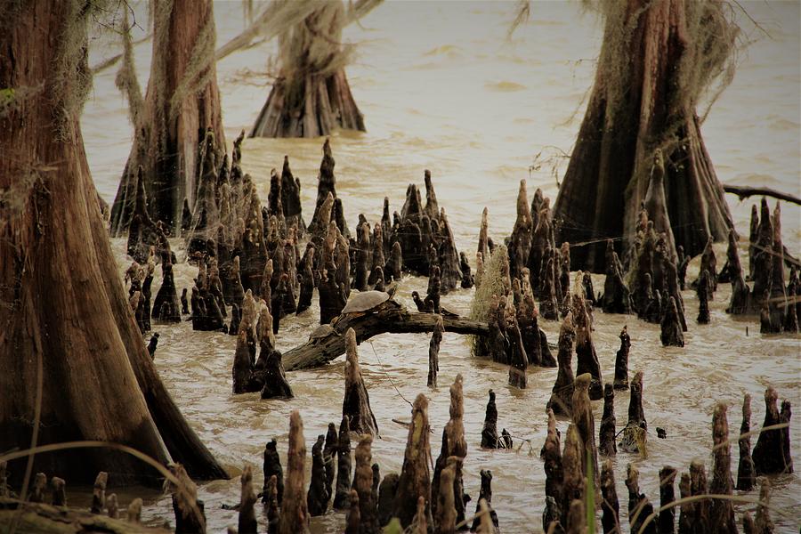 Turtles and Cypress Knees Photograph by Marie Alvarez - Fine Art America