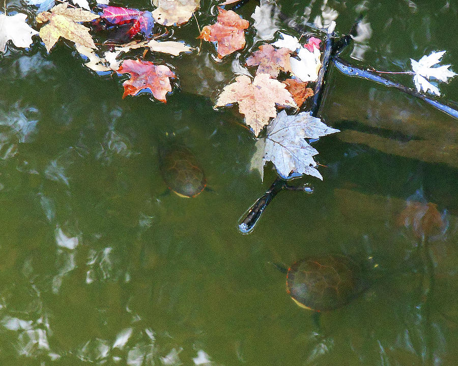 Turtles And Leaves In The Water Photograph