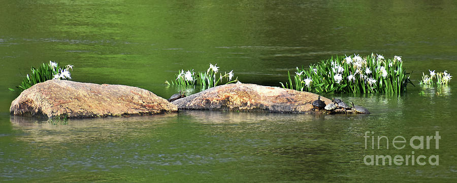 Turtles And Lilies Photograph by Skip Willits