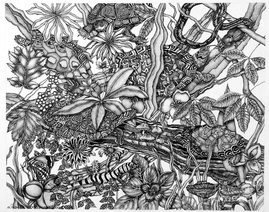 Turtles and Things Drawing by Alison Caltrider