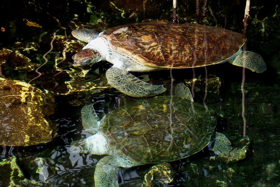 Turtle Photograph - Turtles by Angela Murray