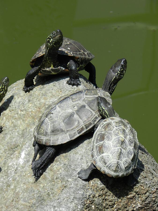 Turtles at a temple in Narita, Japan Photograph by Breck Bartholomew